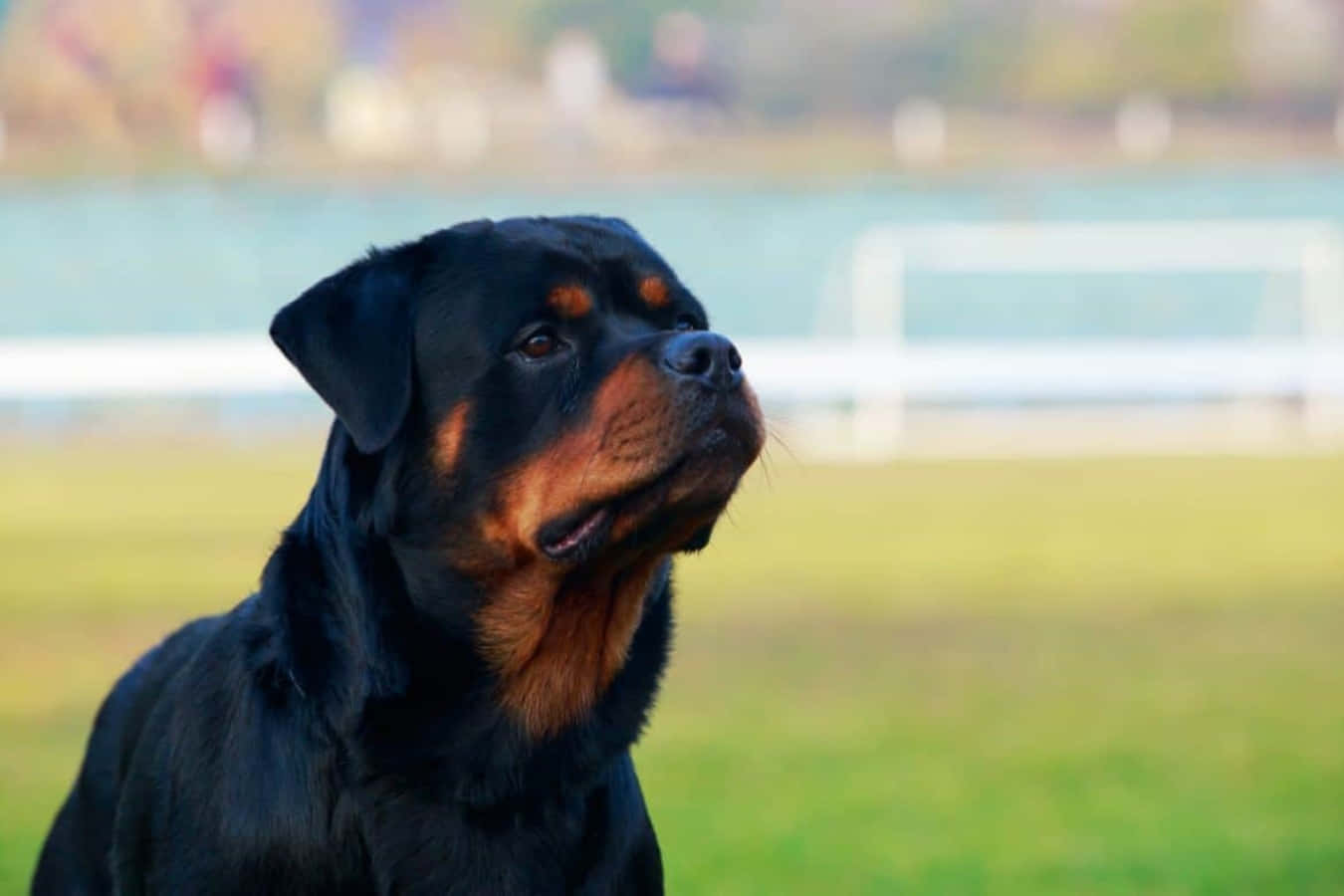 Loyal and loving Rottweiler pup