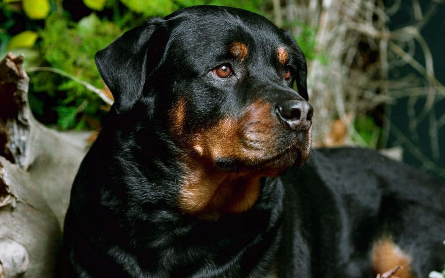 A Happy Rottweiler Relaxing in the Sun