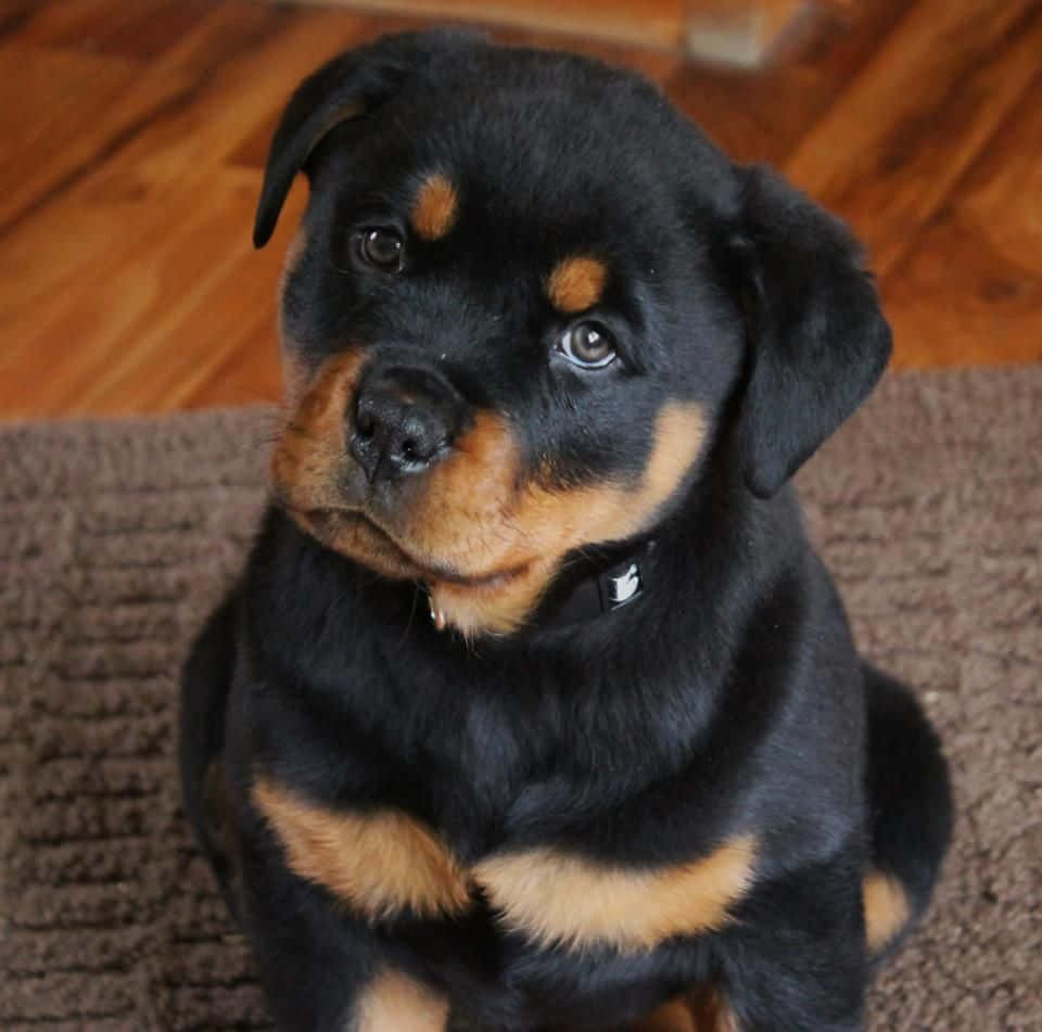 A regal and proud Rottweiler