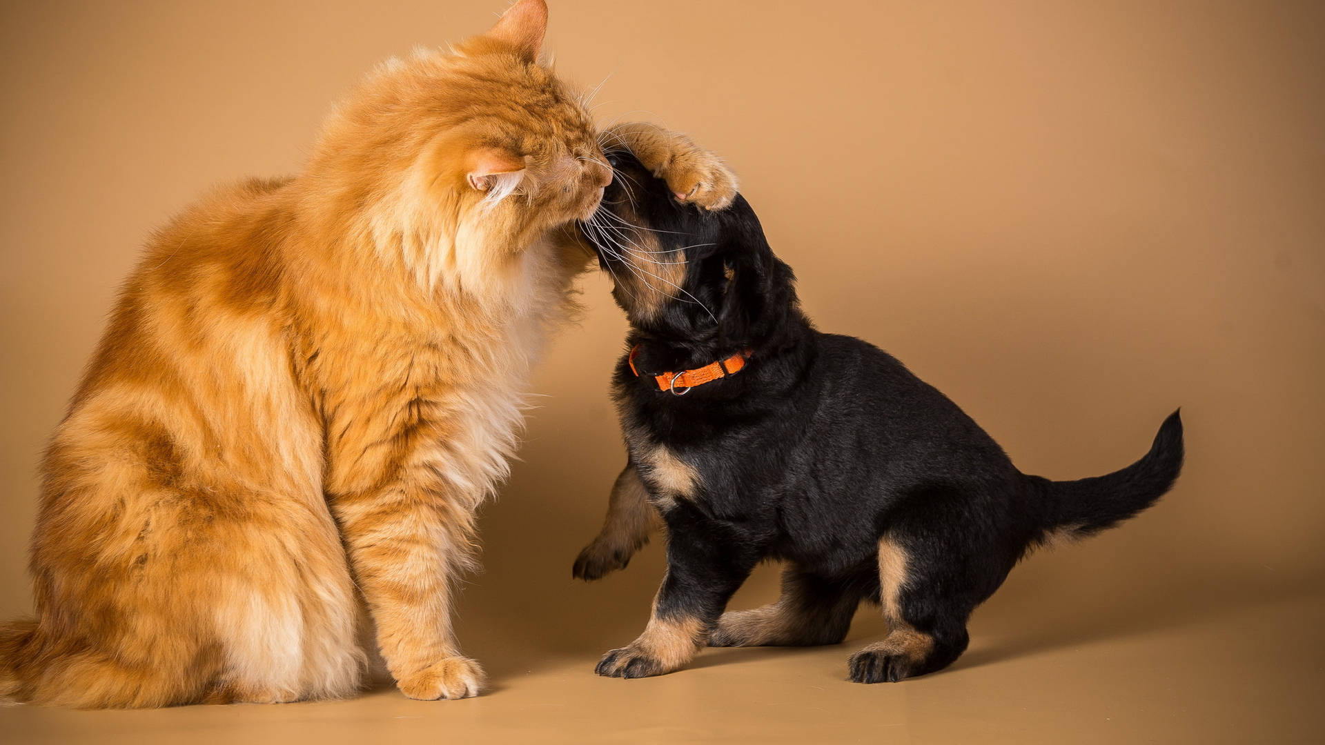 Rottweiler Puppy And Cat Wallpaper