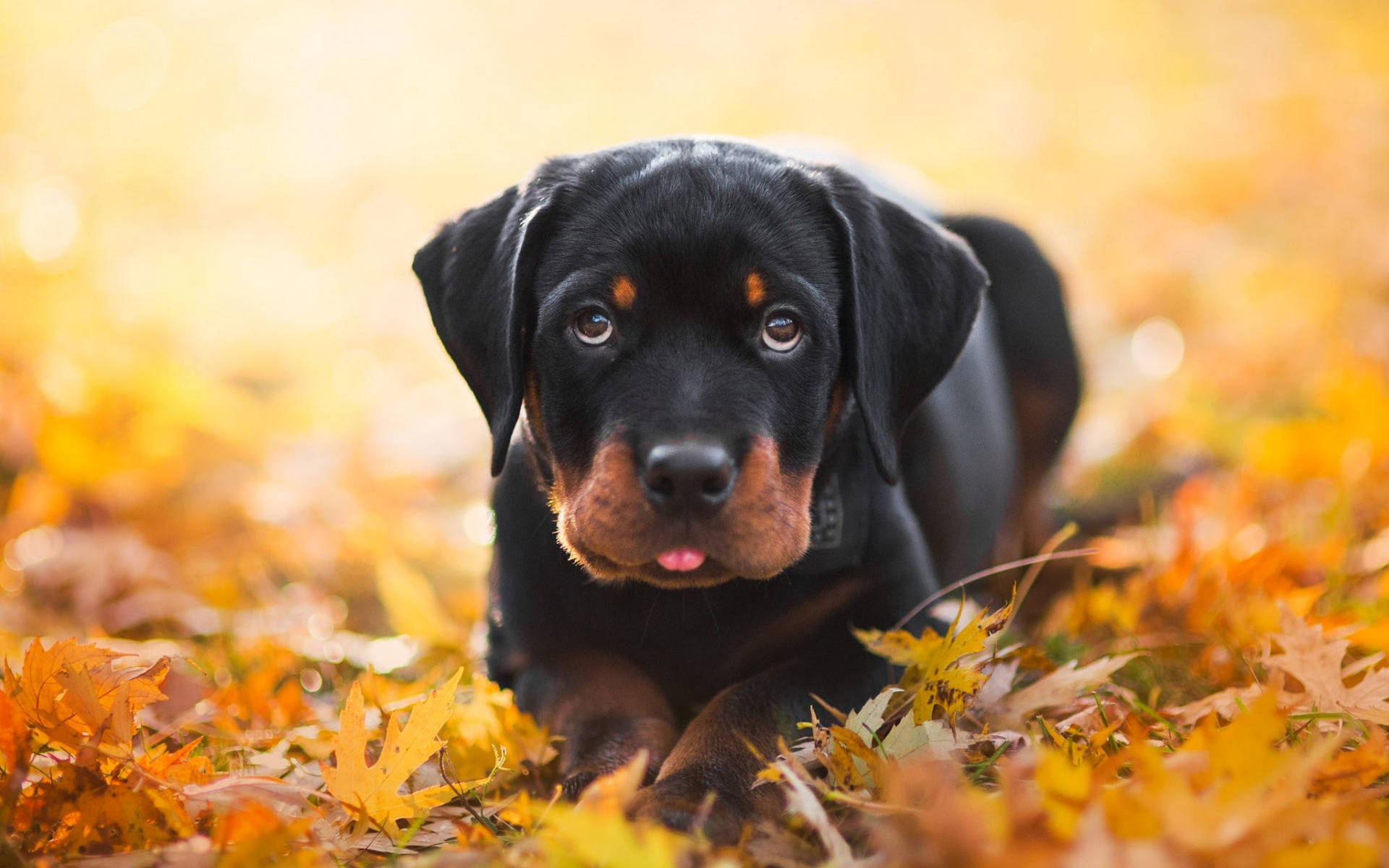 Rottweiler Puppy In Autumn
