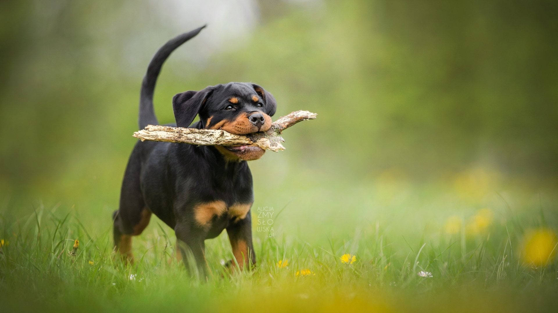 Rottweiler Puppy Wood Fetch