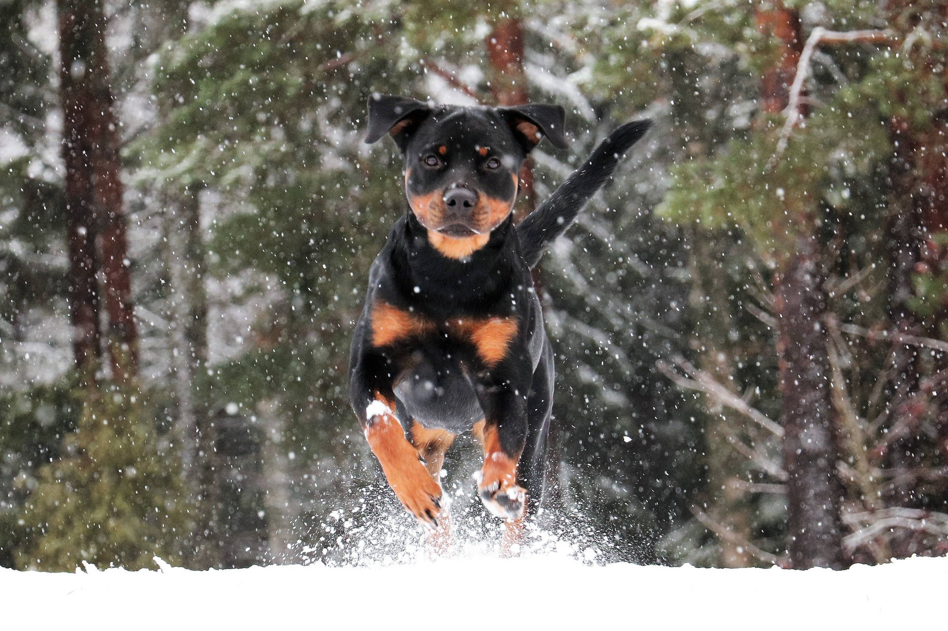 Rottweiler Running In Snow