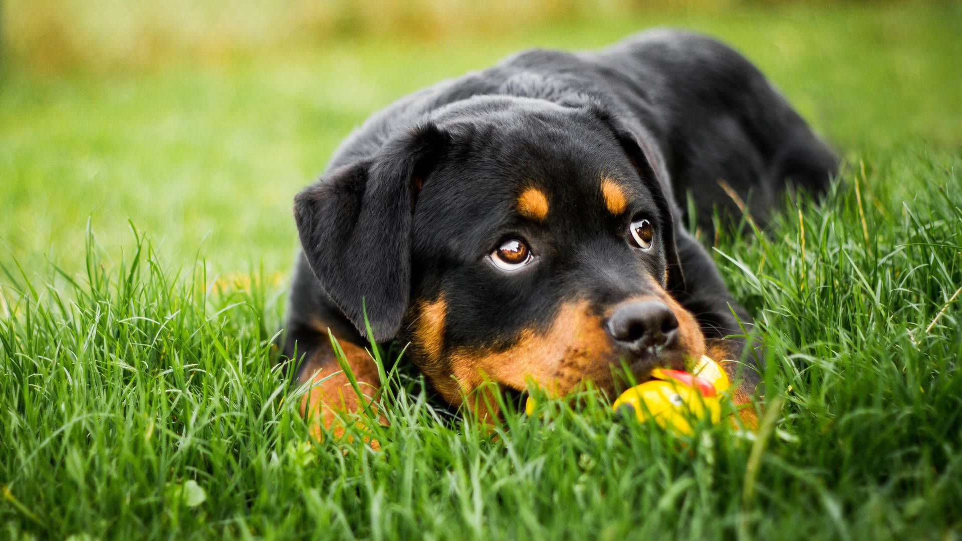 Rottweiler With Ducky Toy Wallpaper