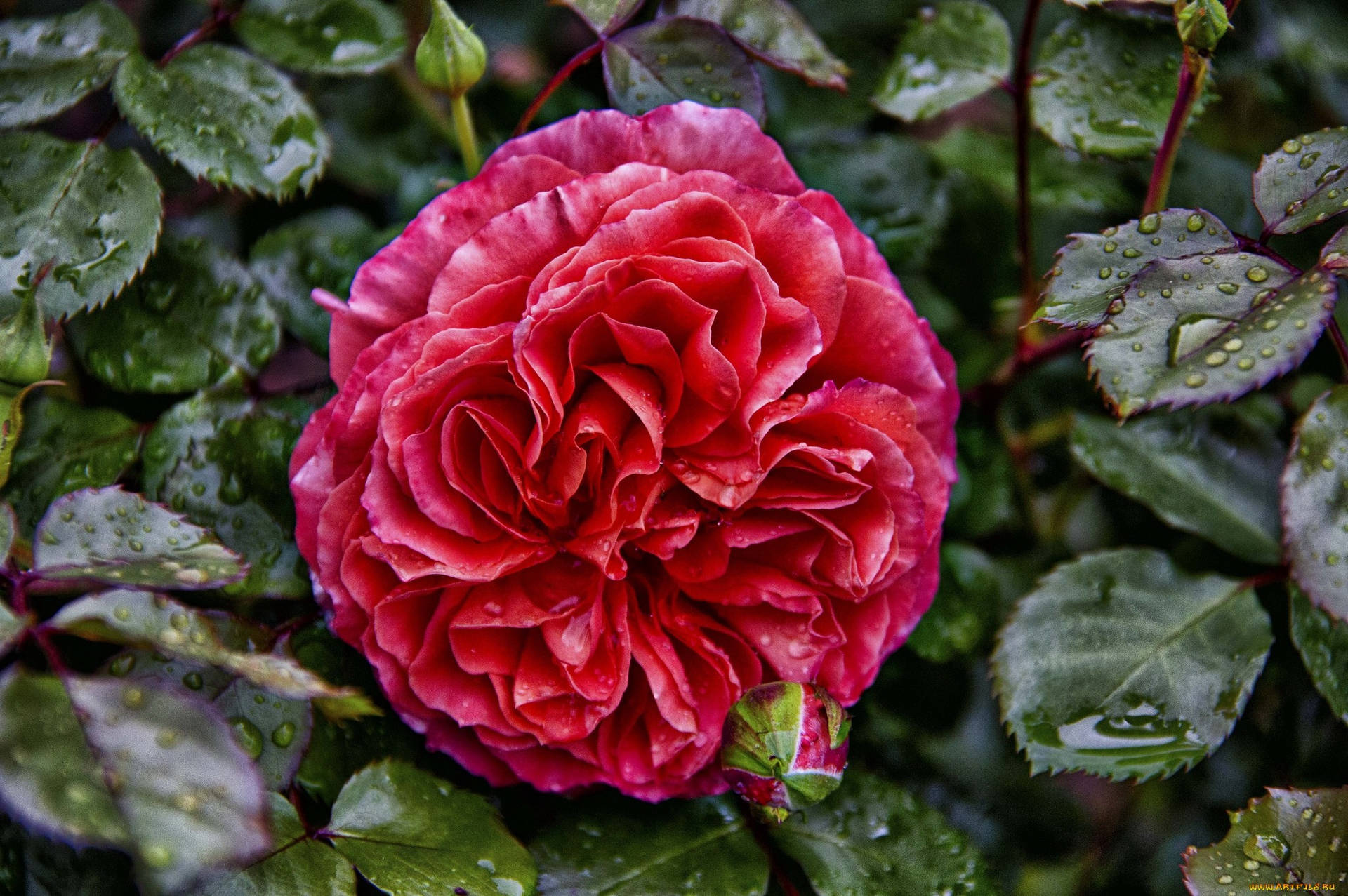 Rougeroyal Red Rose (röd Royal Ros) Wallpaper