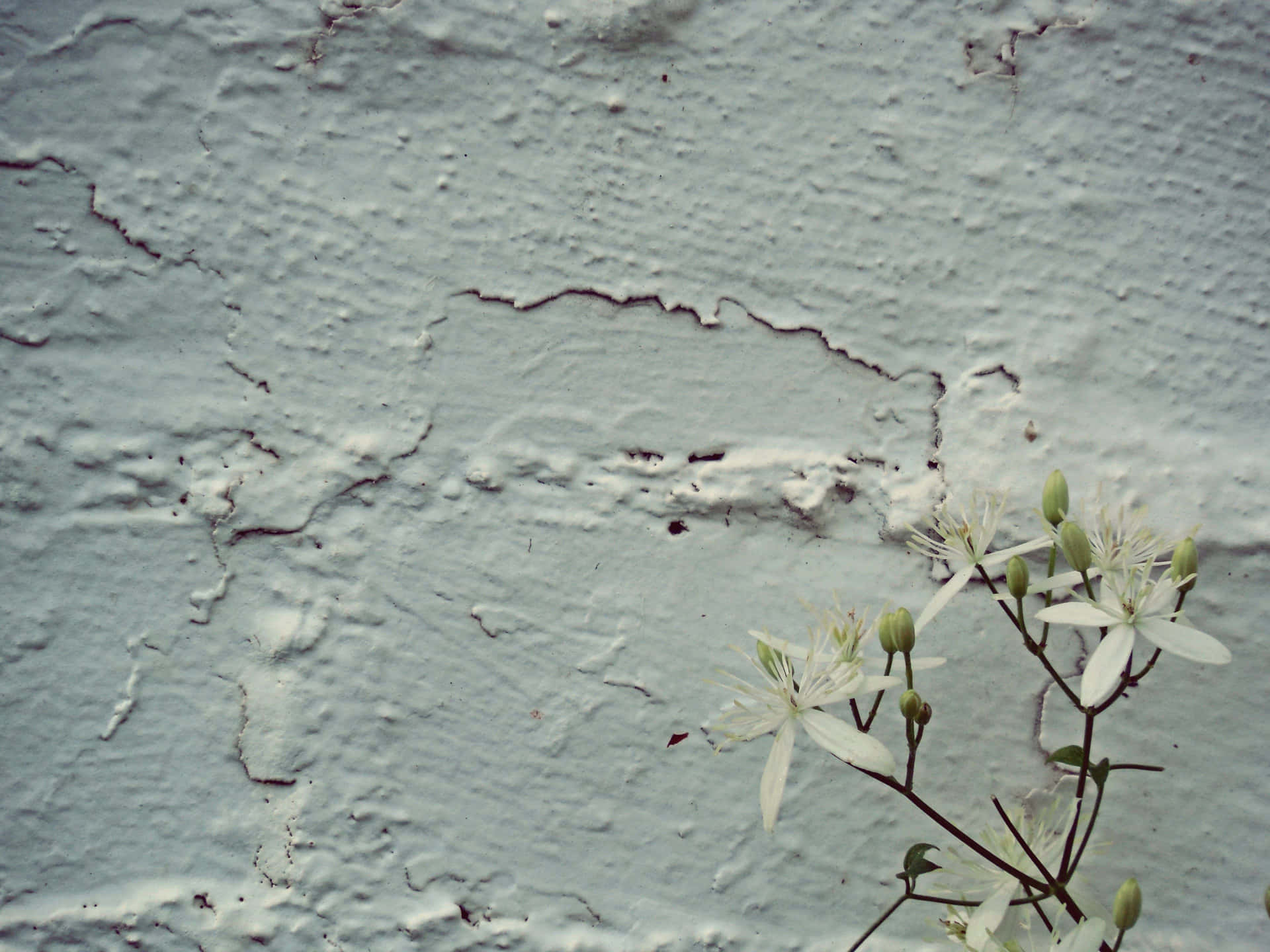Rough Texture Old White Wall And Flower Wallpaper