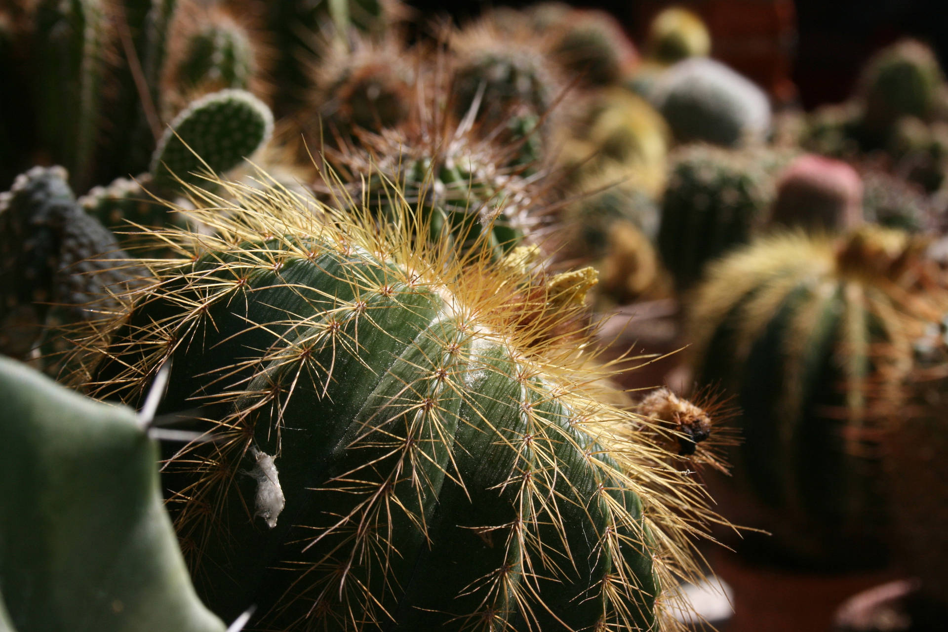Enjoy the easy care, vibrant aesthetic of a round cactus houseplant. Wallpaper