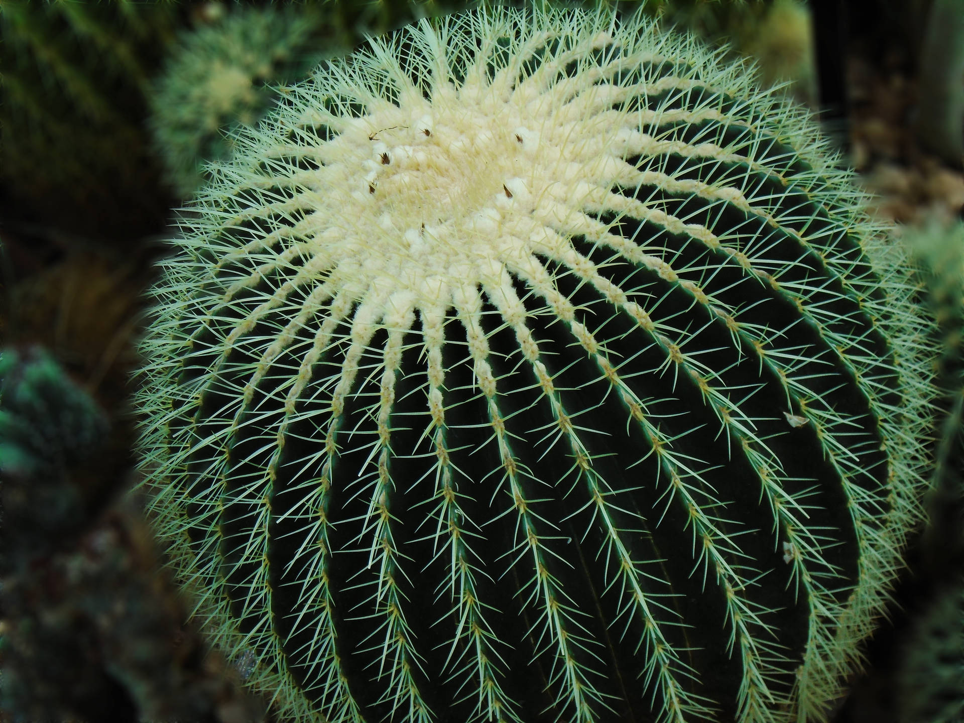 A close up of round cactus spines. Wallpaper