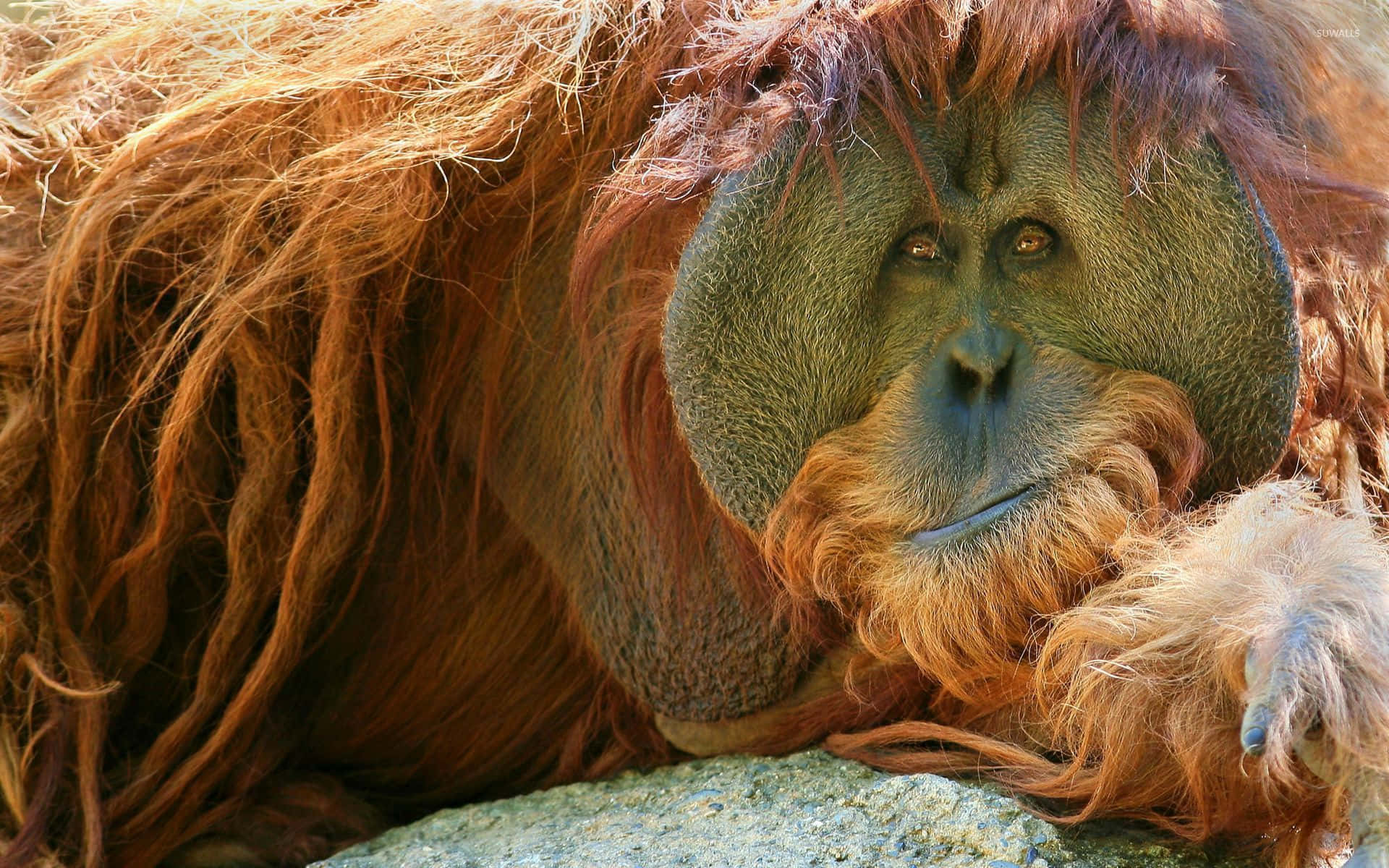 Orangutánde Cara Redonda Y Plana Fondo de pantalla