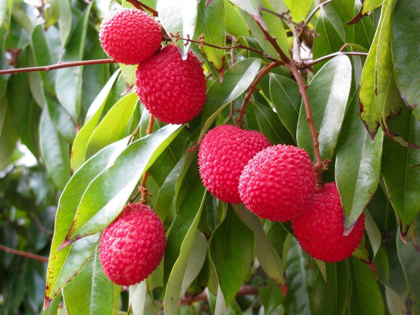 Round Pink Lychee Fruits On Tree Wallpaper