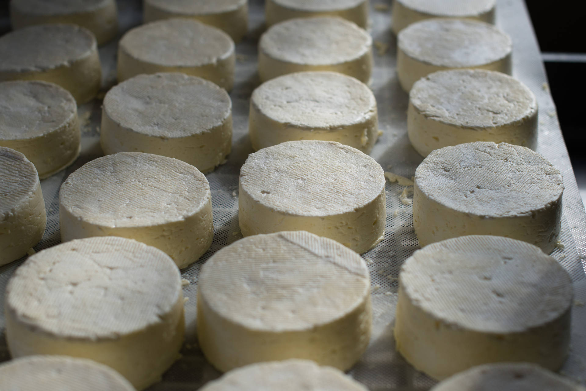 Round White Cheese Blocks