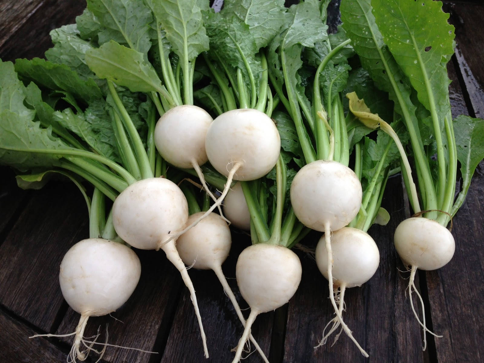 Round White Turnip Vegetables Wallpaper