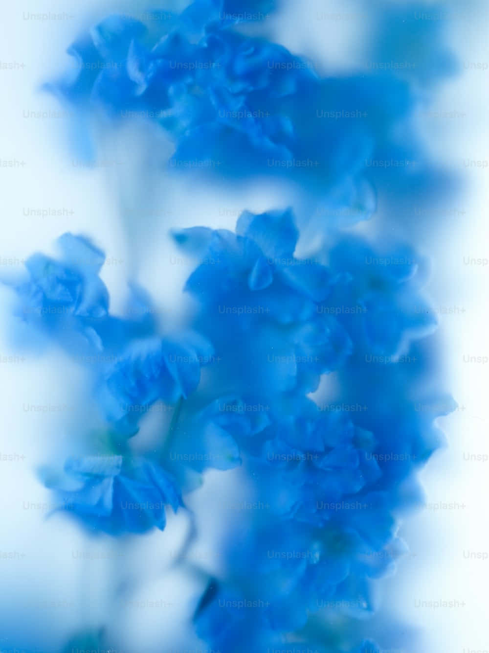 Royal Blue Floral Dreaminess Wallpaper