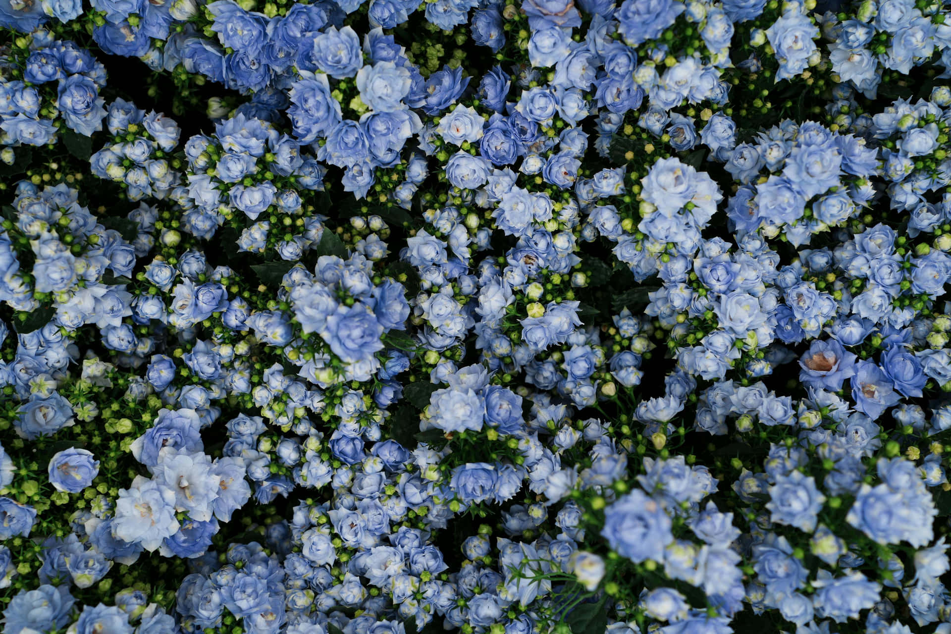 Royal Blue Floral Texture Wallpaper