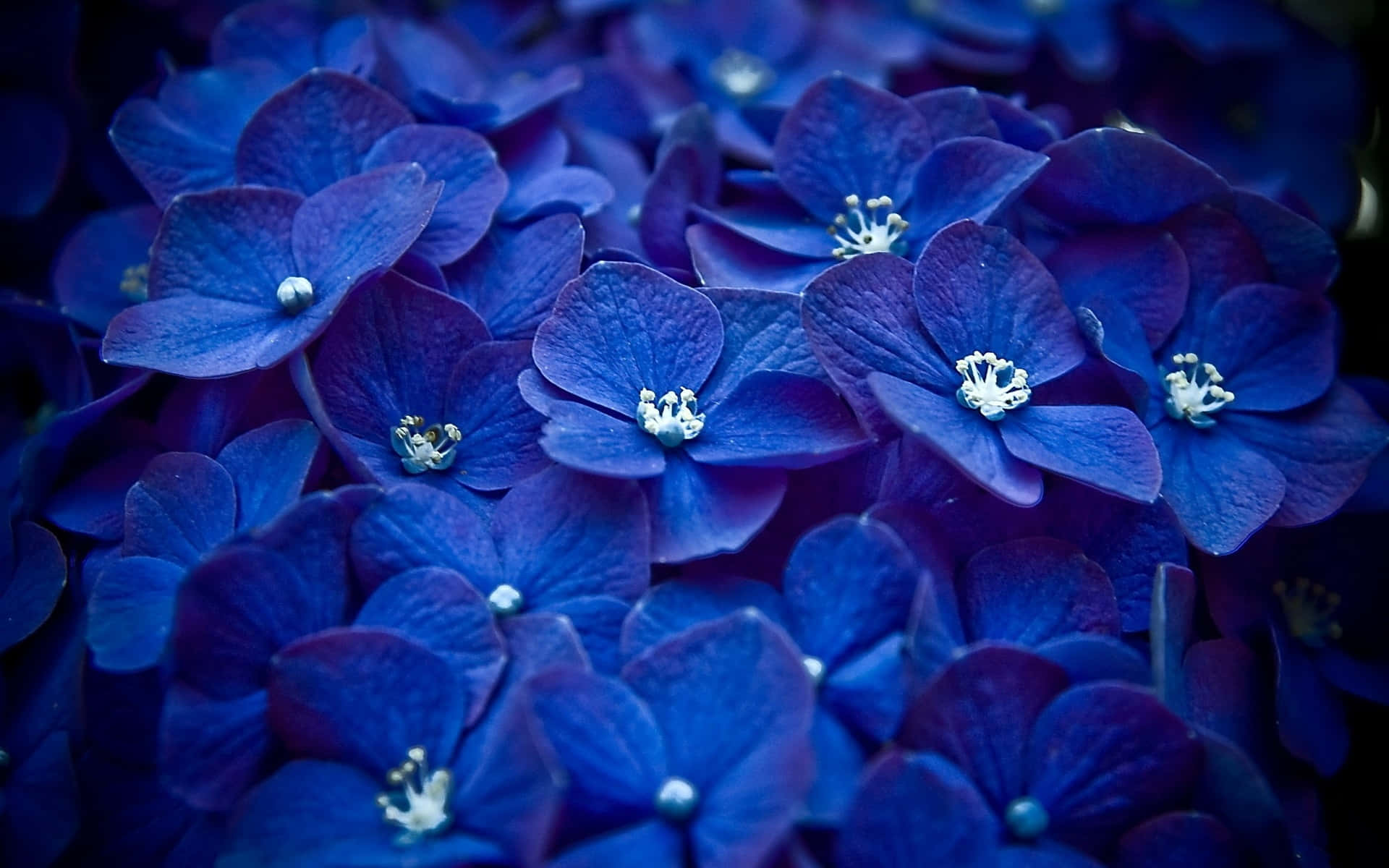 Royal Blue Hydrangea Blossoms Wallpaper