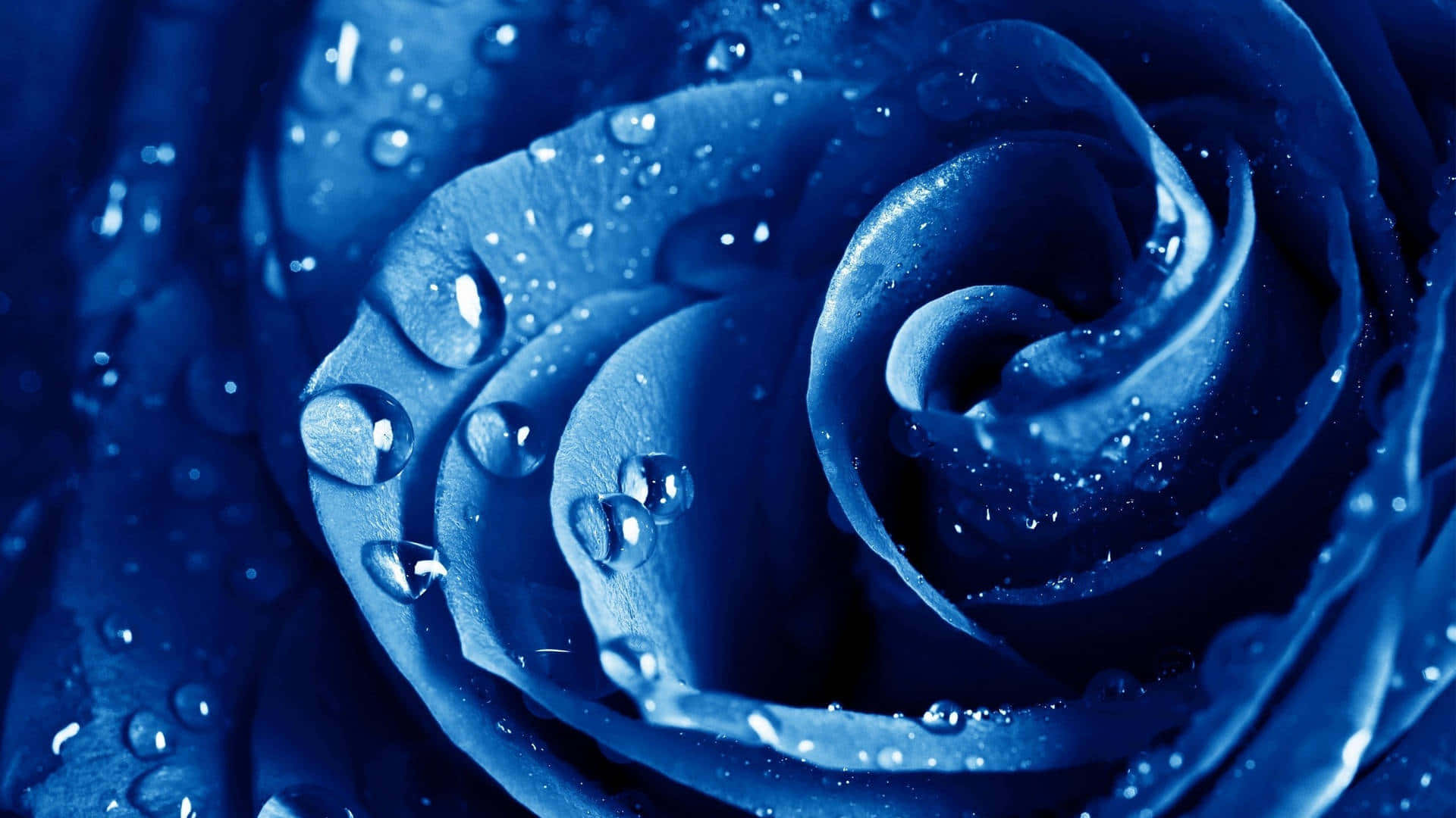 Royal Blue Rose Dew Drops Wallpaper