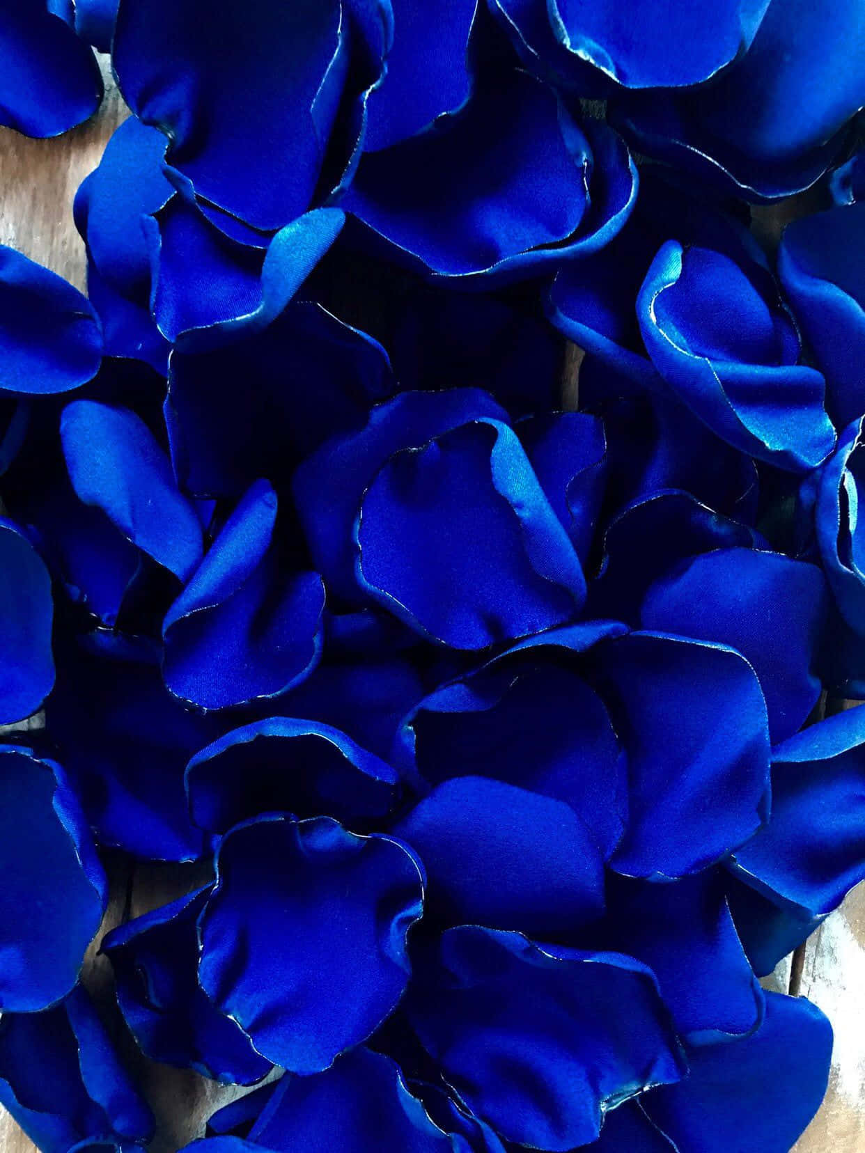 Royal Blue Rose Petals Wallpaper