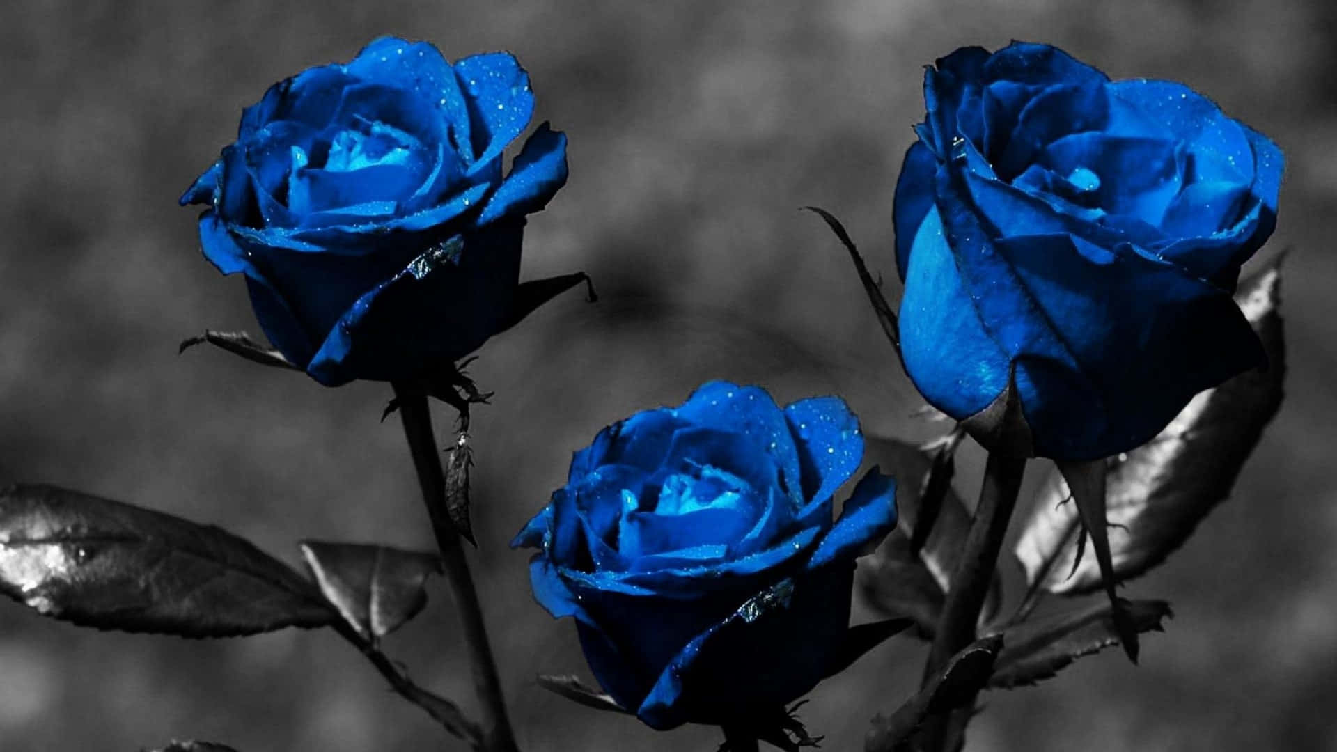 Royal Blue Roses Artistic Floral Photography Wallpaper