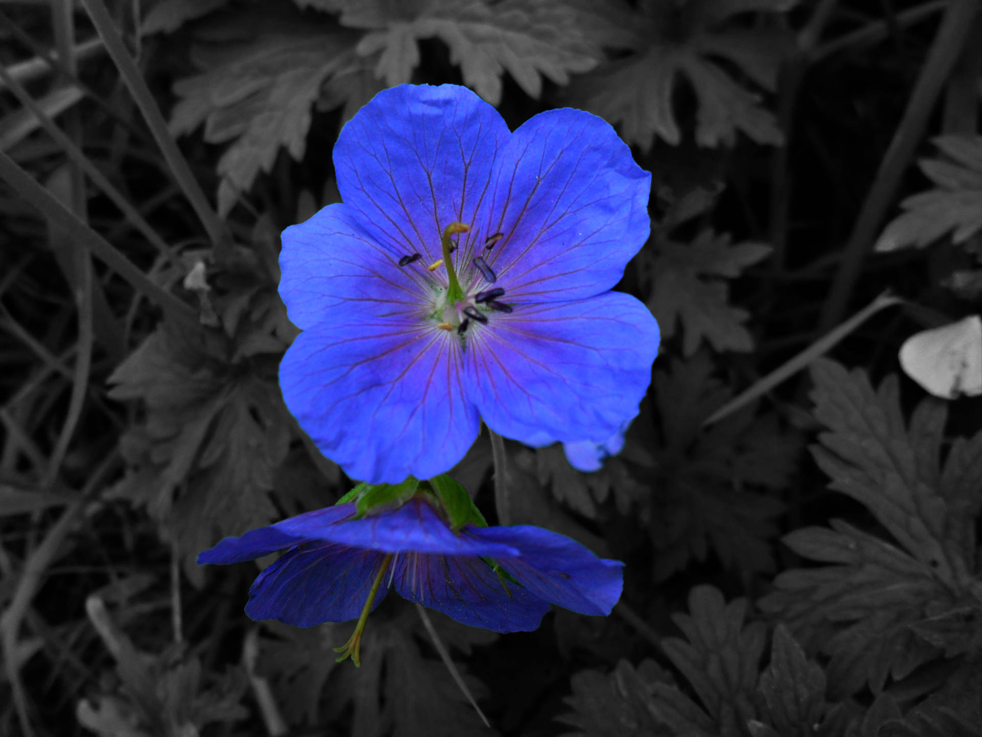 Papelde Parede Do Tumblr Com Flor Azul-royal. Papel de Parede