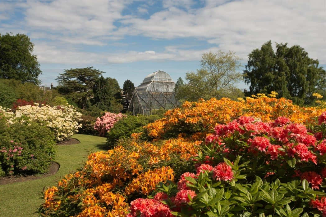 Royal Botanic Garden Edinburgh Glasshouse Floral Display Wallpaper