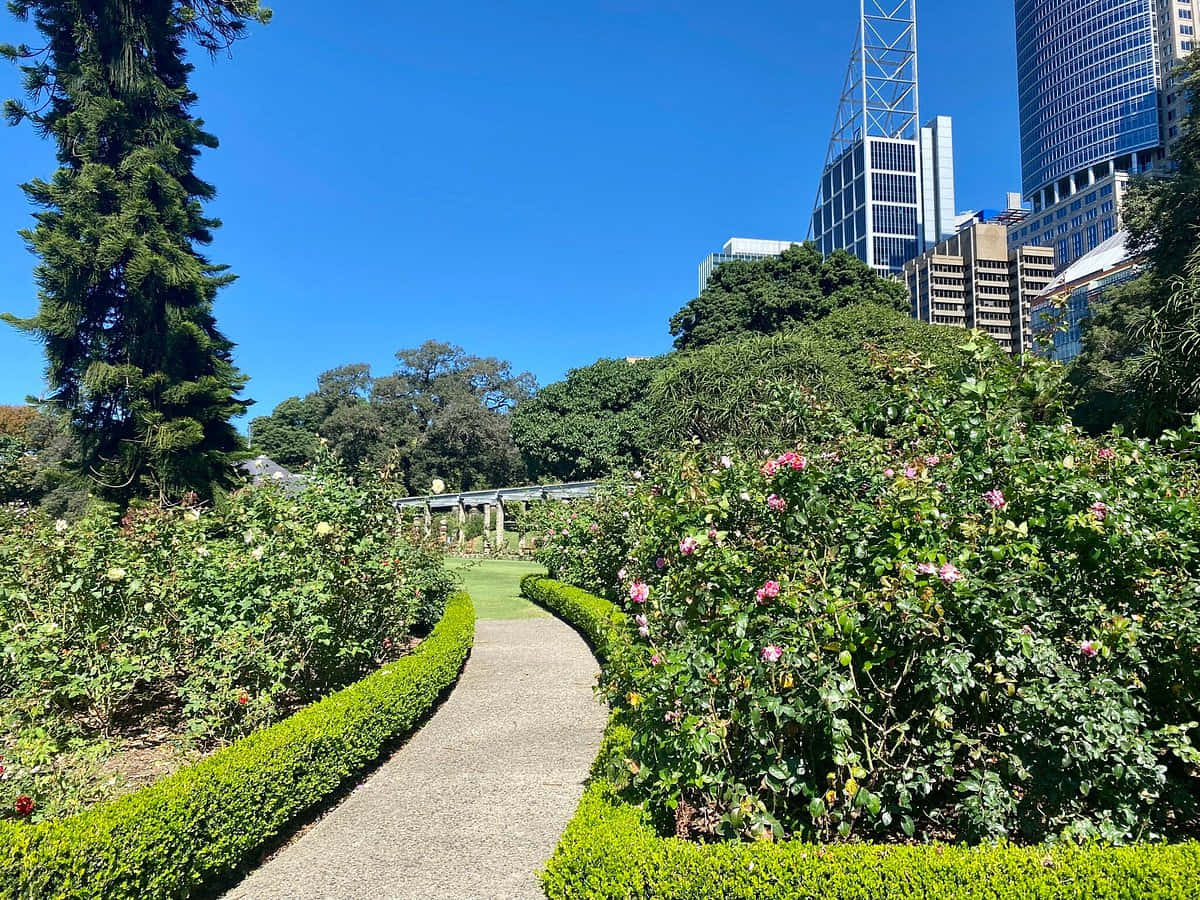 Royal Botanic Garden Sydney Pathway Wallpaper