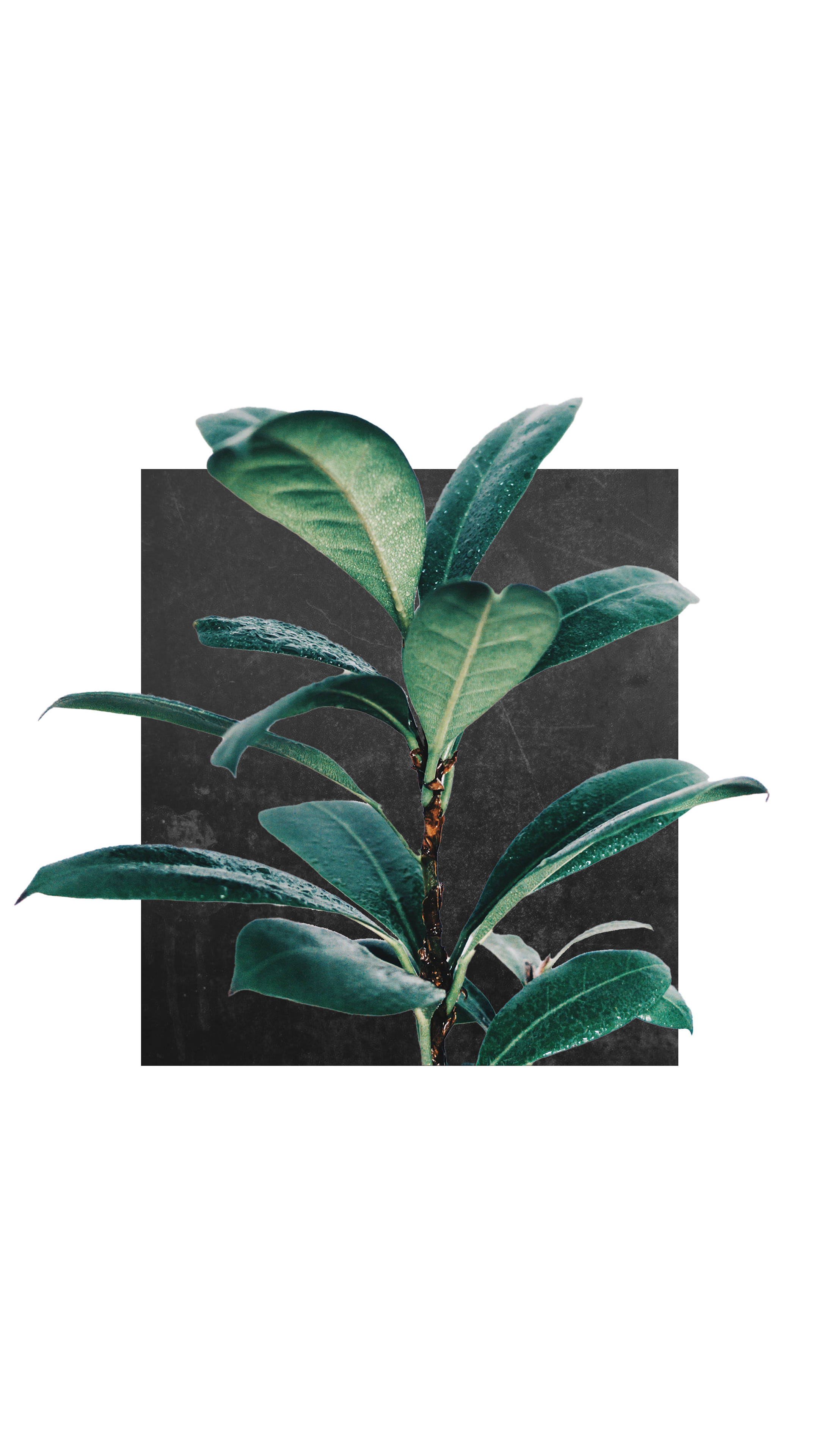 Minimalist Rubber Tree Plant Wallpaper