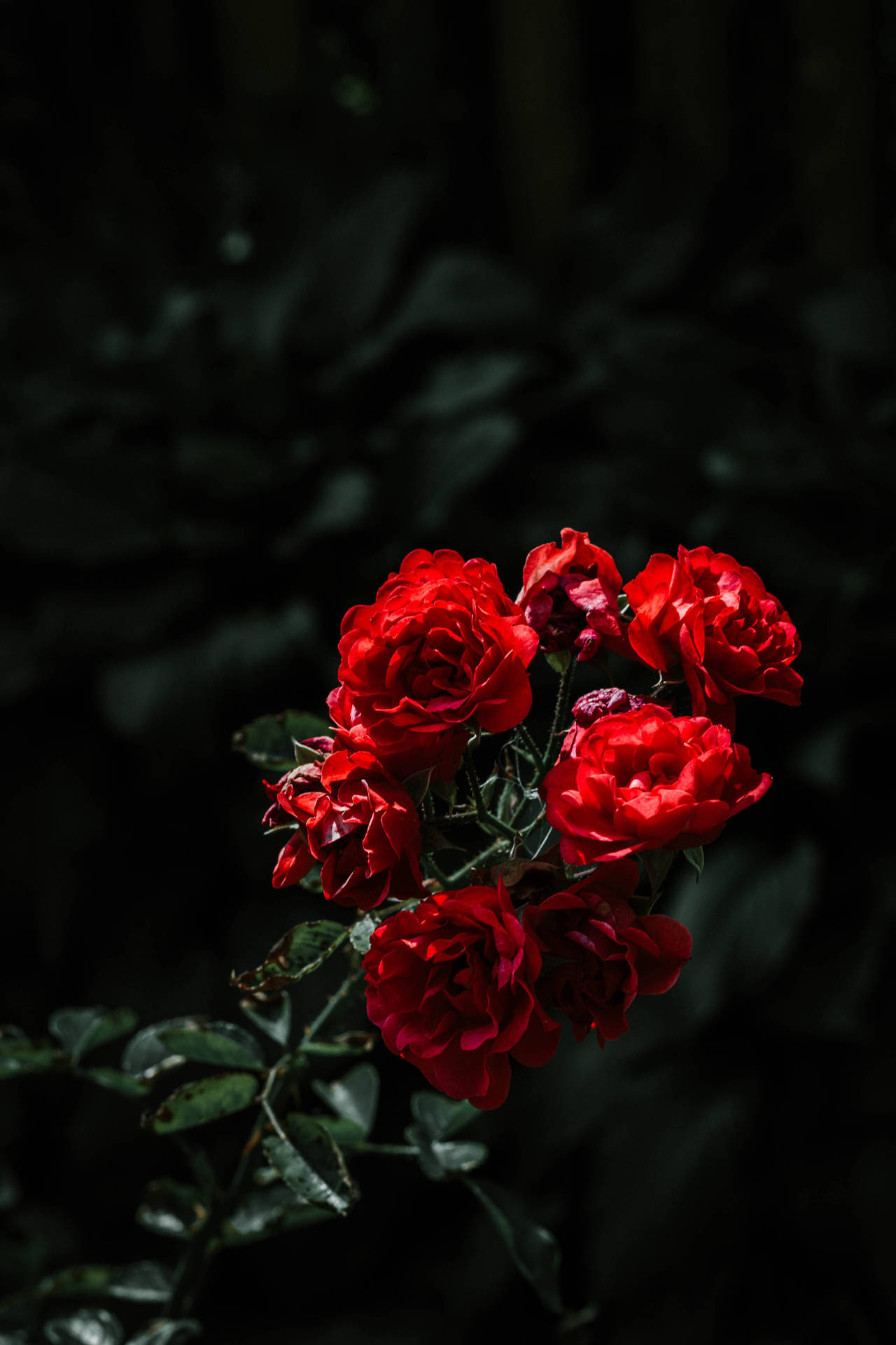 Rubinrød Rose Blomster Wallpaper