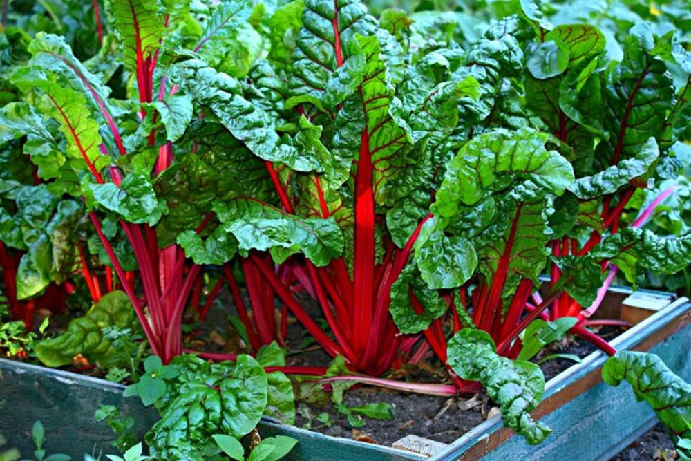 Ruby Red Swiss Chard Vegetable Garden Wallpaper