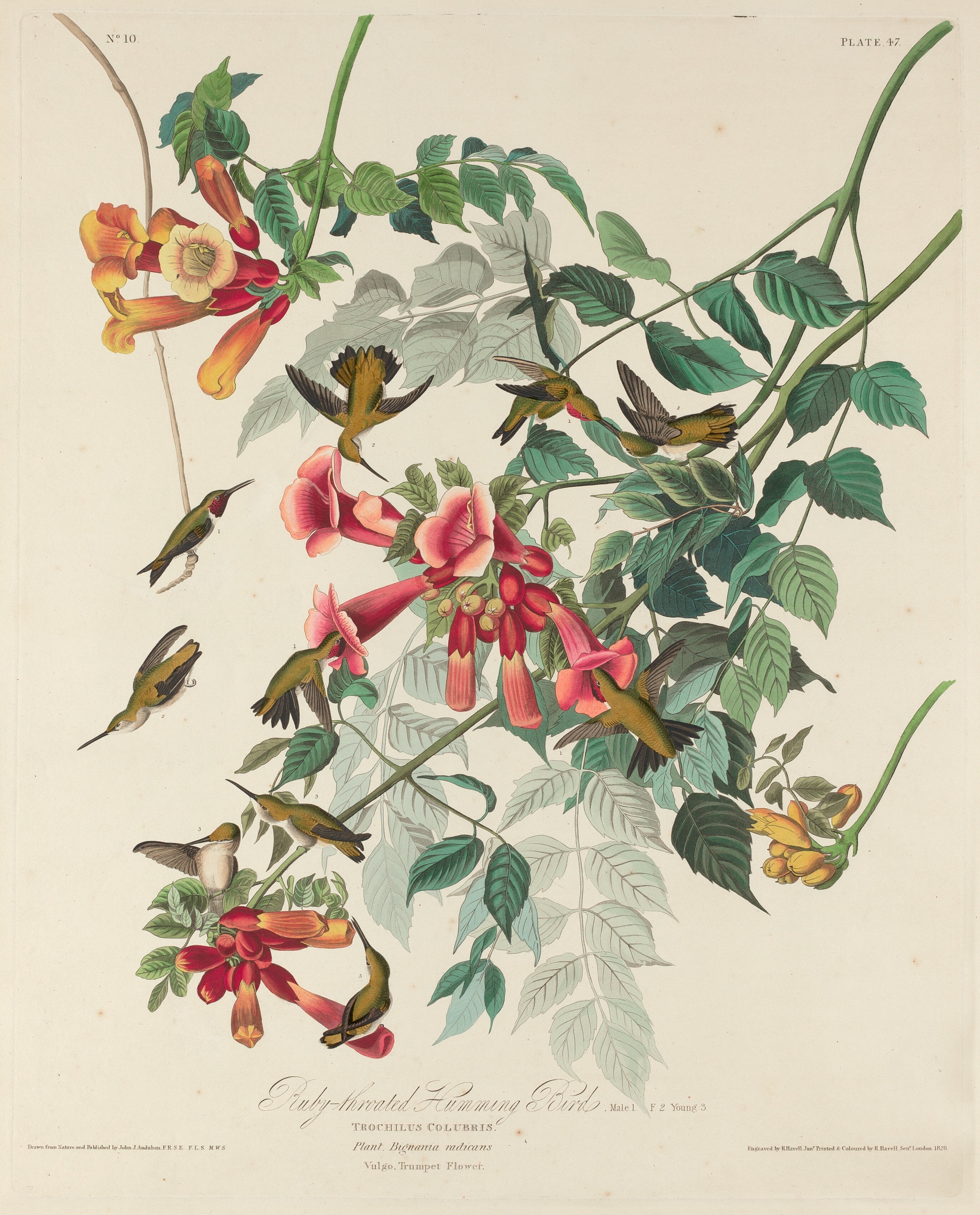Ruby-throated Humming Bird Wallpaper