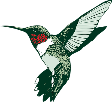 Ruby Throated Hummingbird Illustration PNG