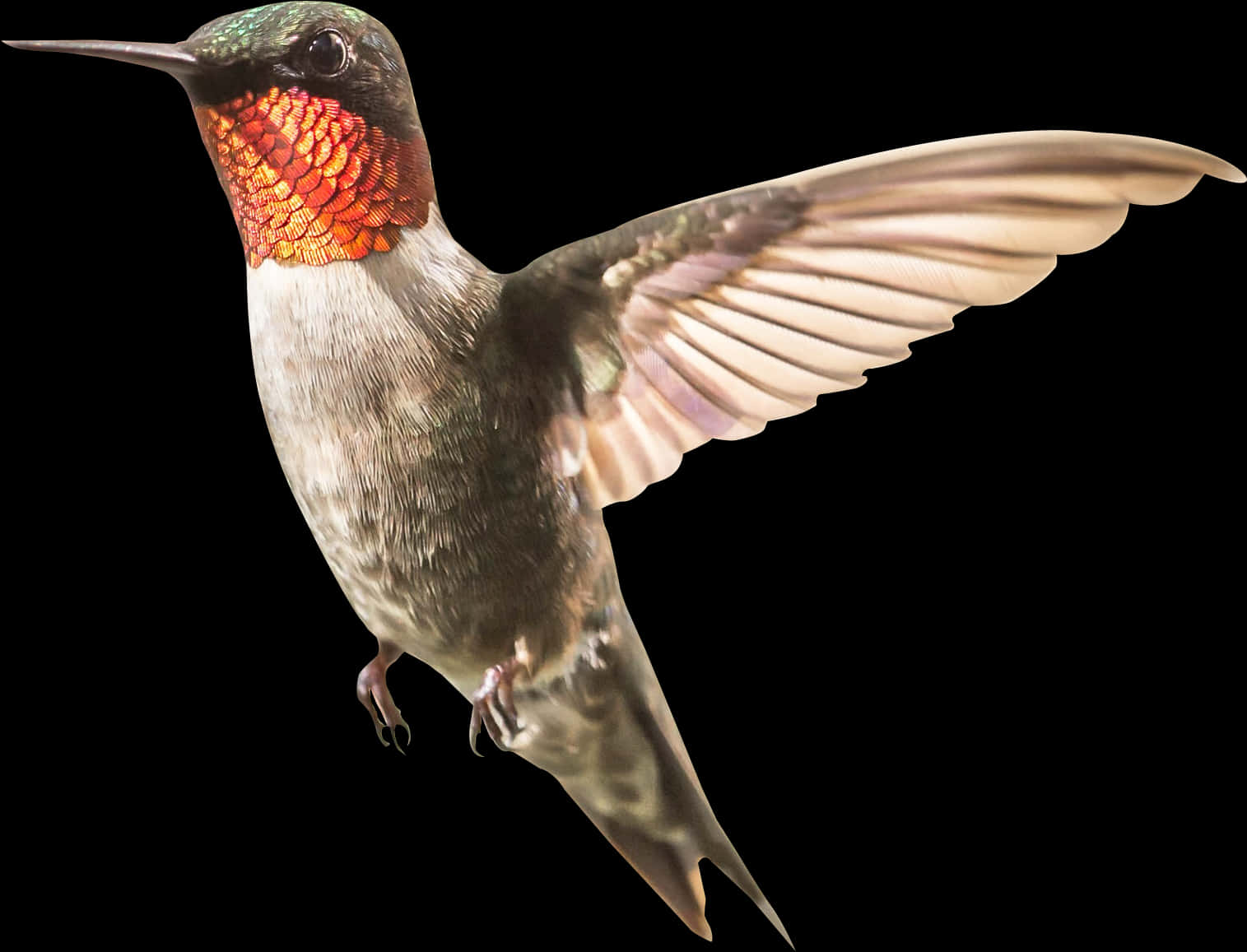 Ruby Throated Hummingbird In Flight PNG