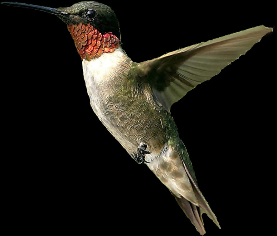 Ruby Throated Hummingbird In Flight.jpg PNG