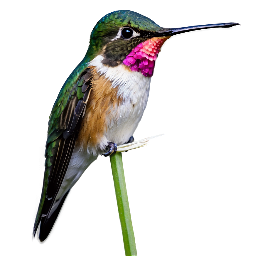 Ruby-throated Hummingbird Png Qti PNG