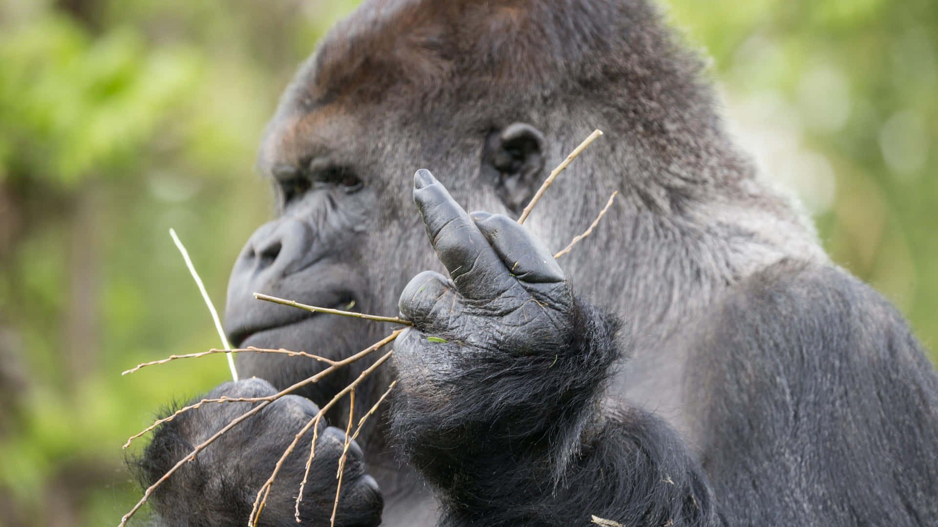 A Gorilla Is Holding A Branch In Its Hand Wallpaper