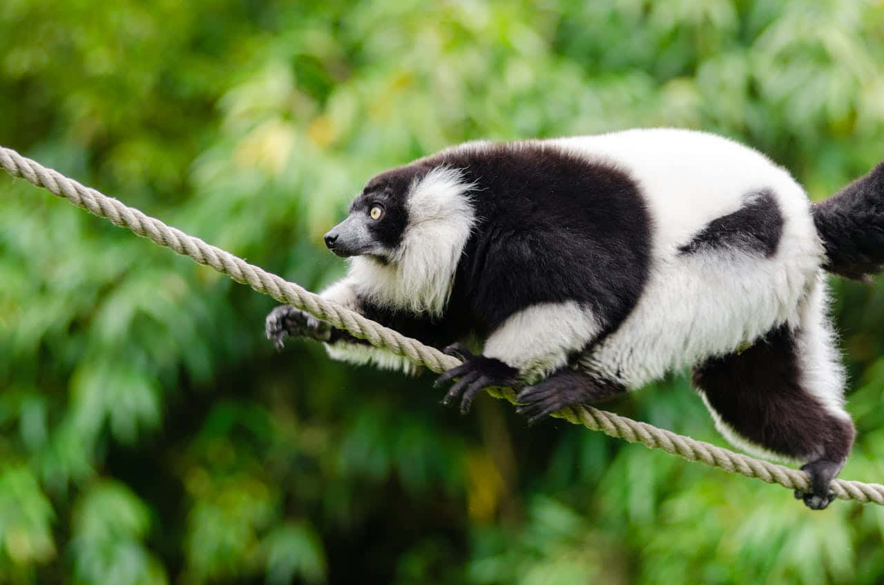 Ruffed Lemur Balancingon Rope Wallpaper