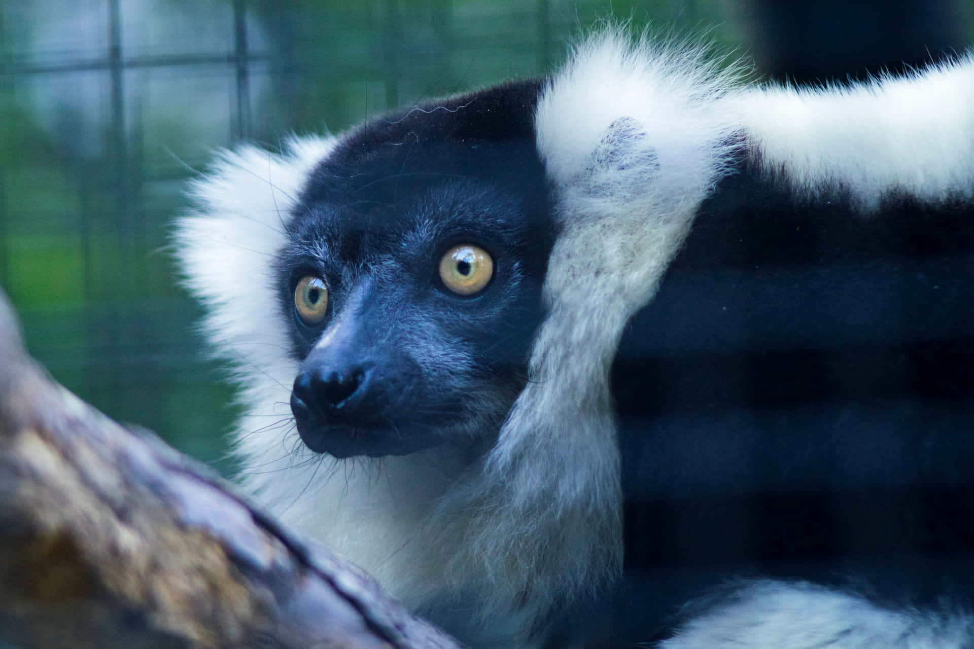 Ruffed Lemur Behind Glass Wallpaper