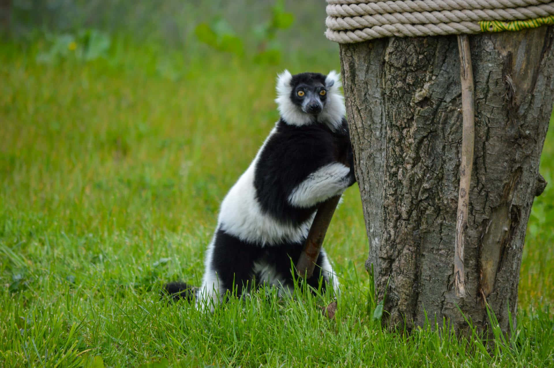 Ruffed Lemur Clinging To Tree Wallpaper