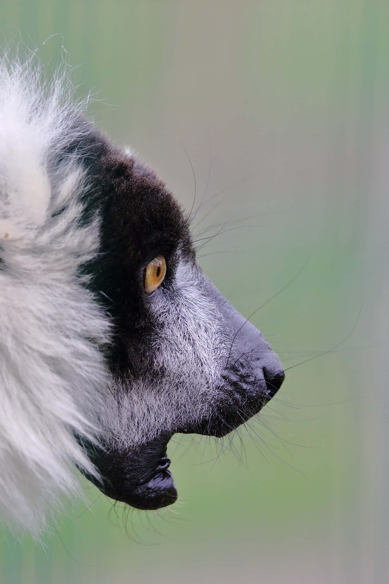 Ruffed Lemur Profile Portrait Wallpaper