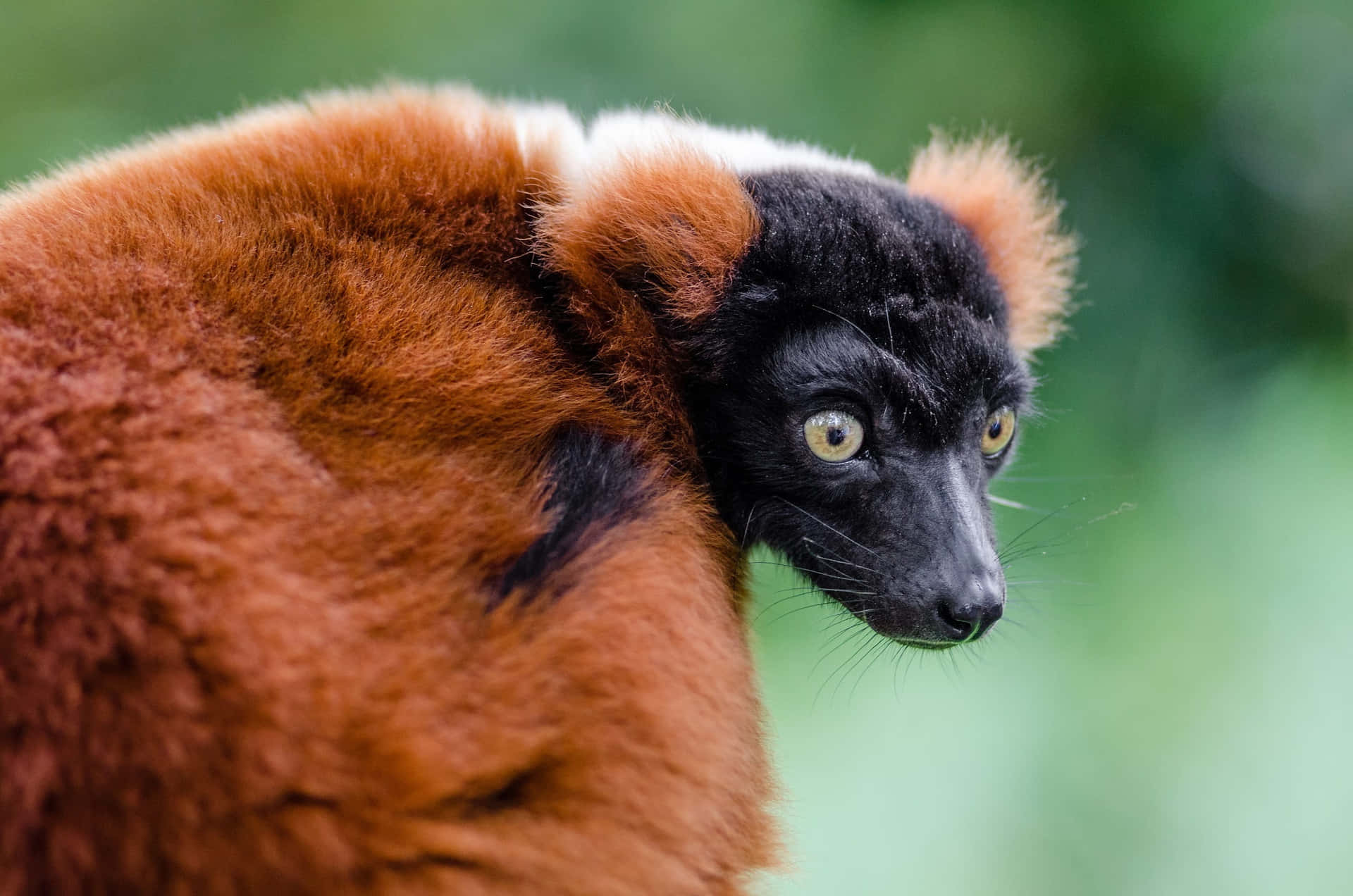 Ruffed Lemur Profile View Wallpaper