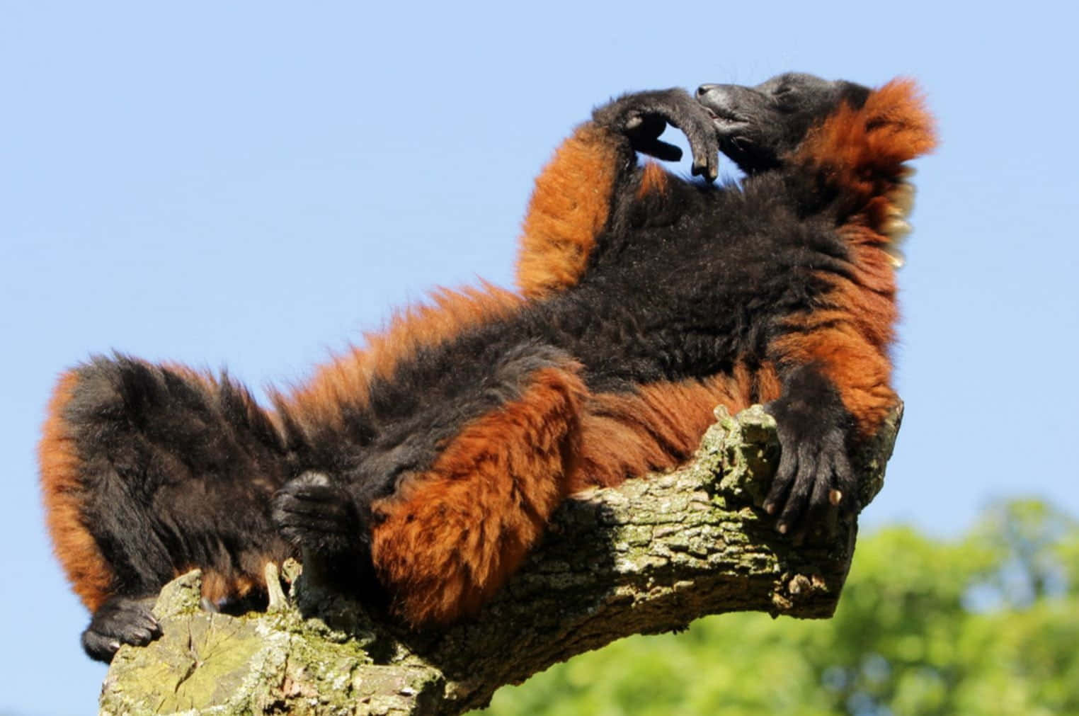 Ruffed Lemur Relaxingon Tree Branch Wallpaper