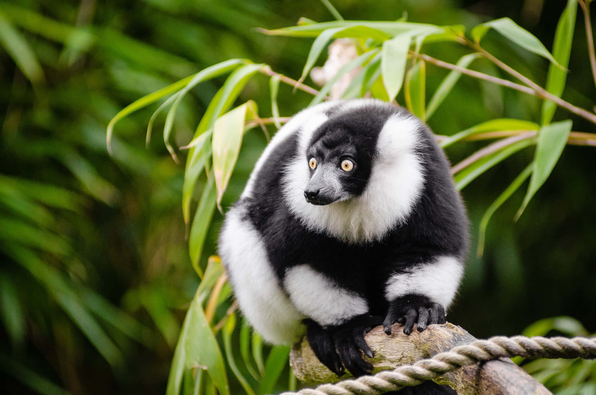 Ruffed Lemurin Natural Habitat.jpg Wallpaper