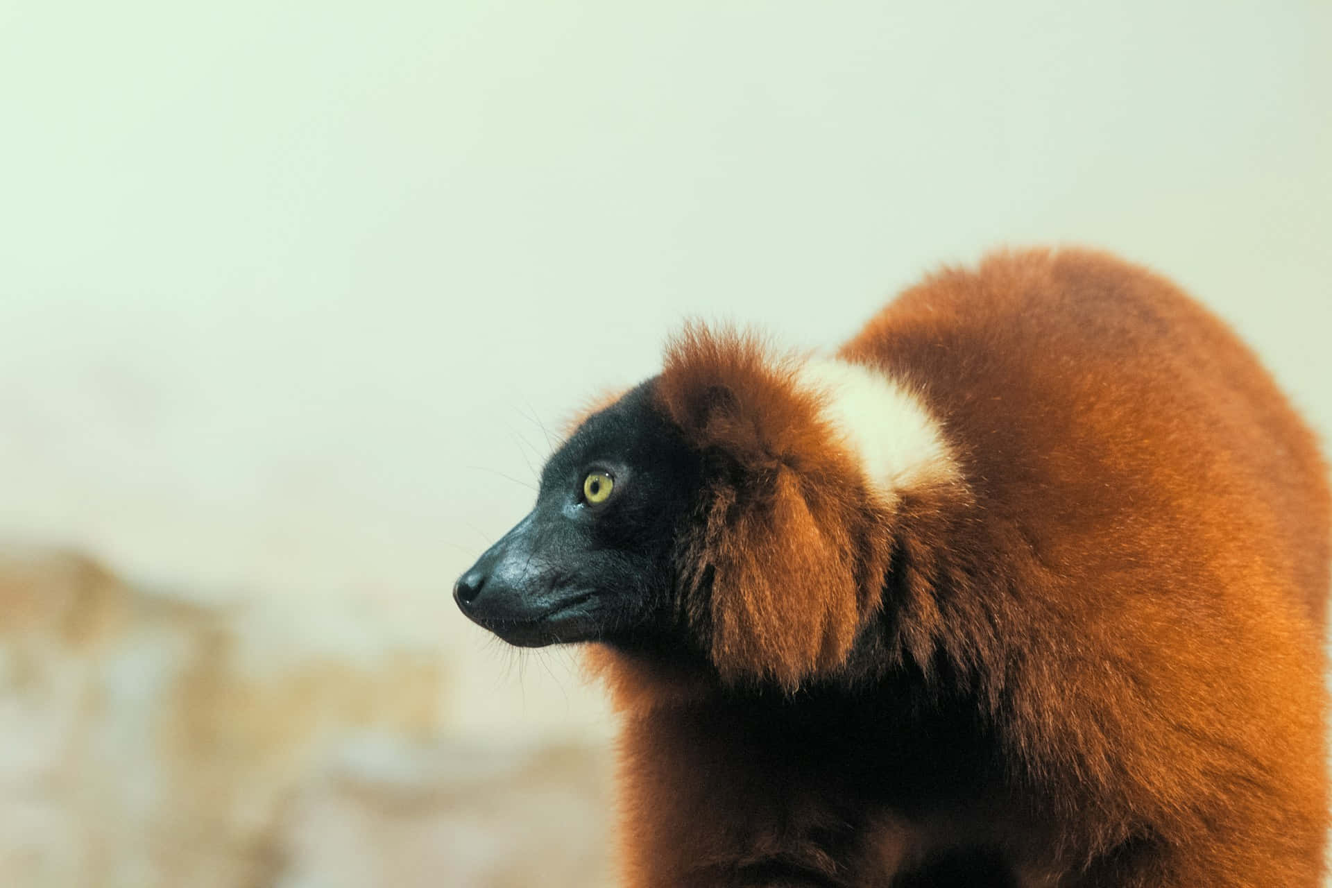 Ruffed Lemurin Profile Wallpaper