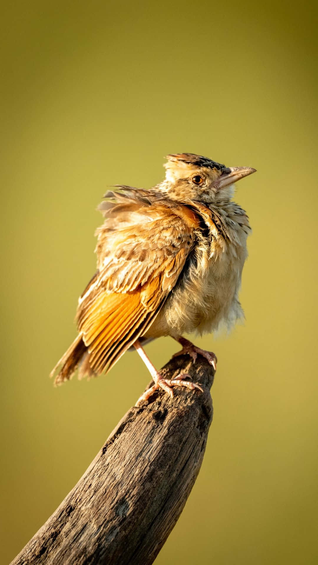 Ruffled Lark On Branch Wallpaper