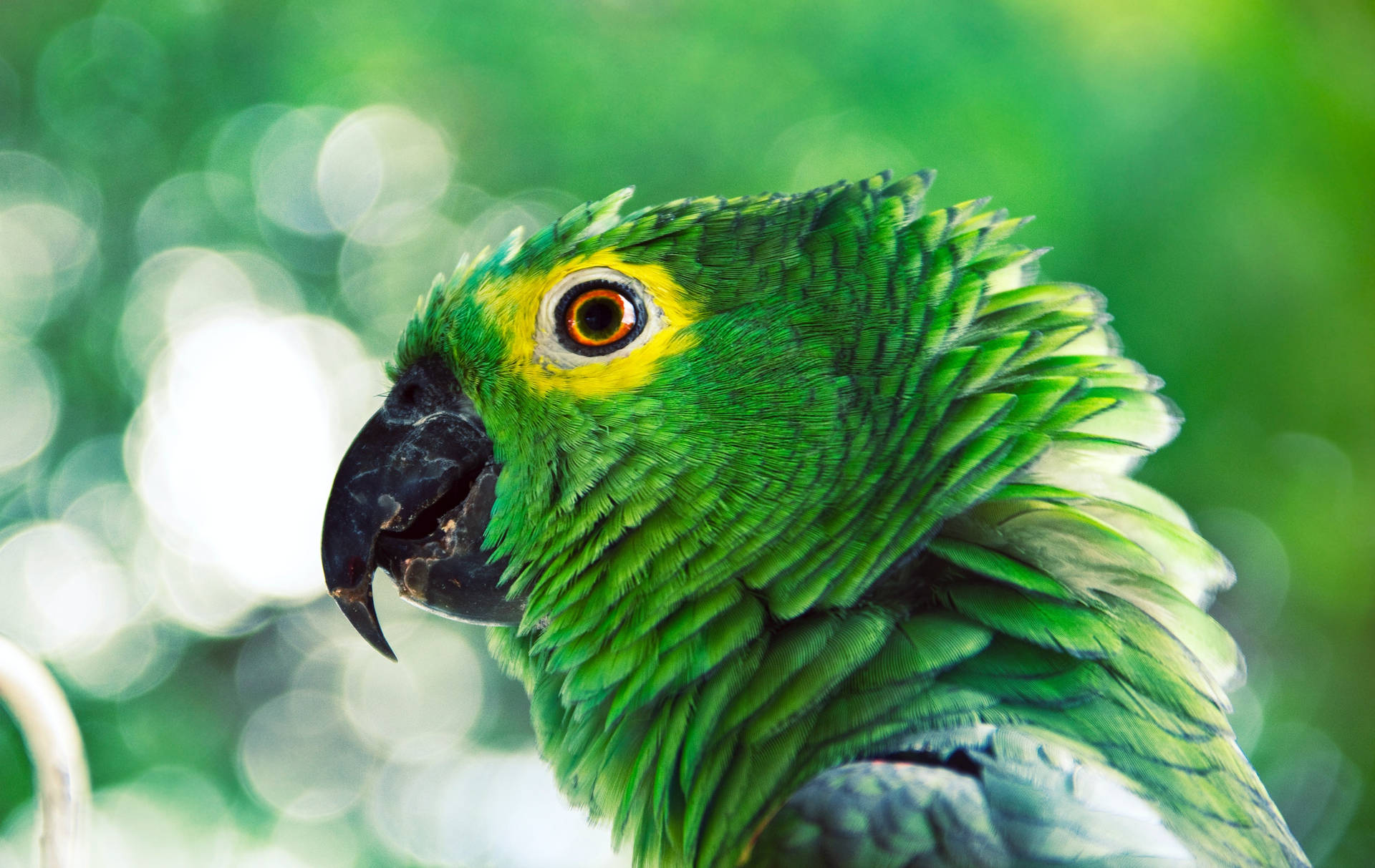 Ruffling Green Parrot HD Wallpaper