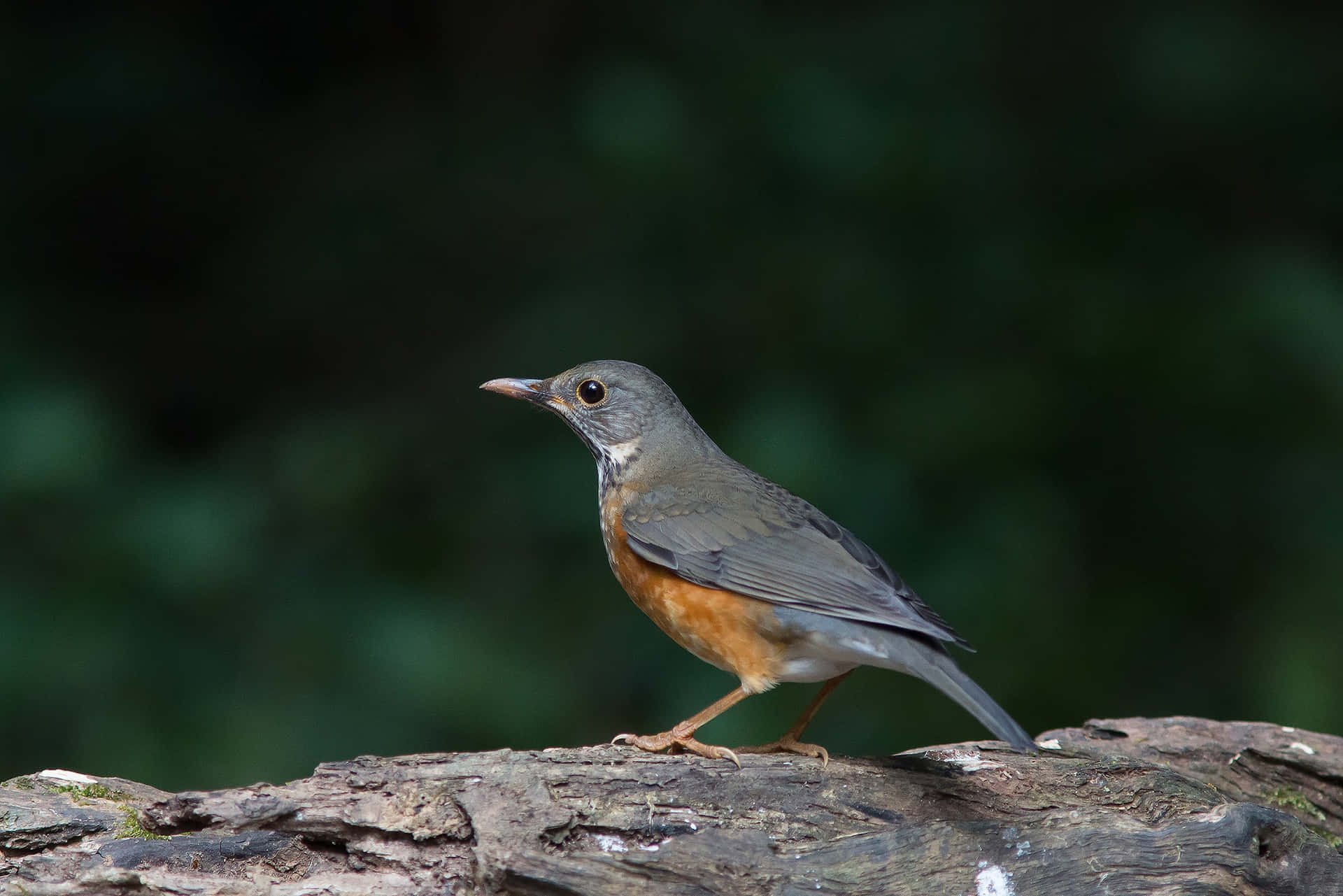 Rufousbellied Thrush On Log Wallpaper