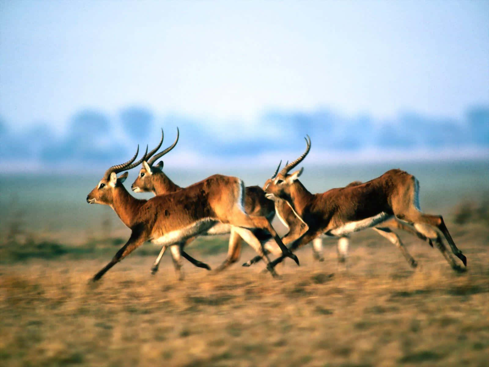 Running Antelopesin Habitat.jpg Wallpaper