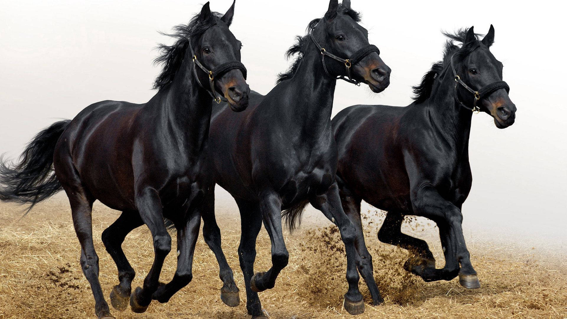 Running Black Horses Painting Wallpaper