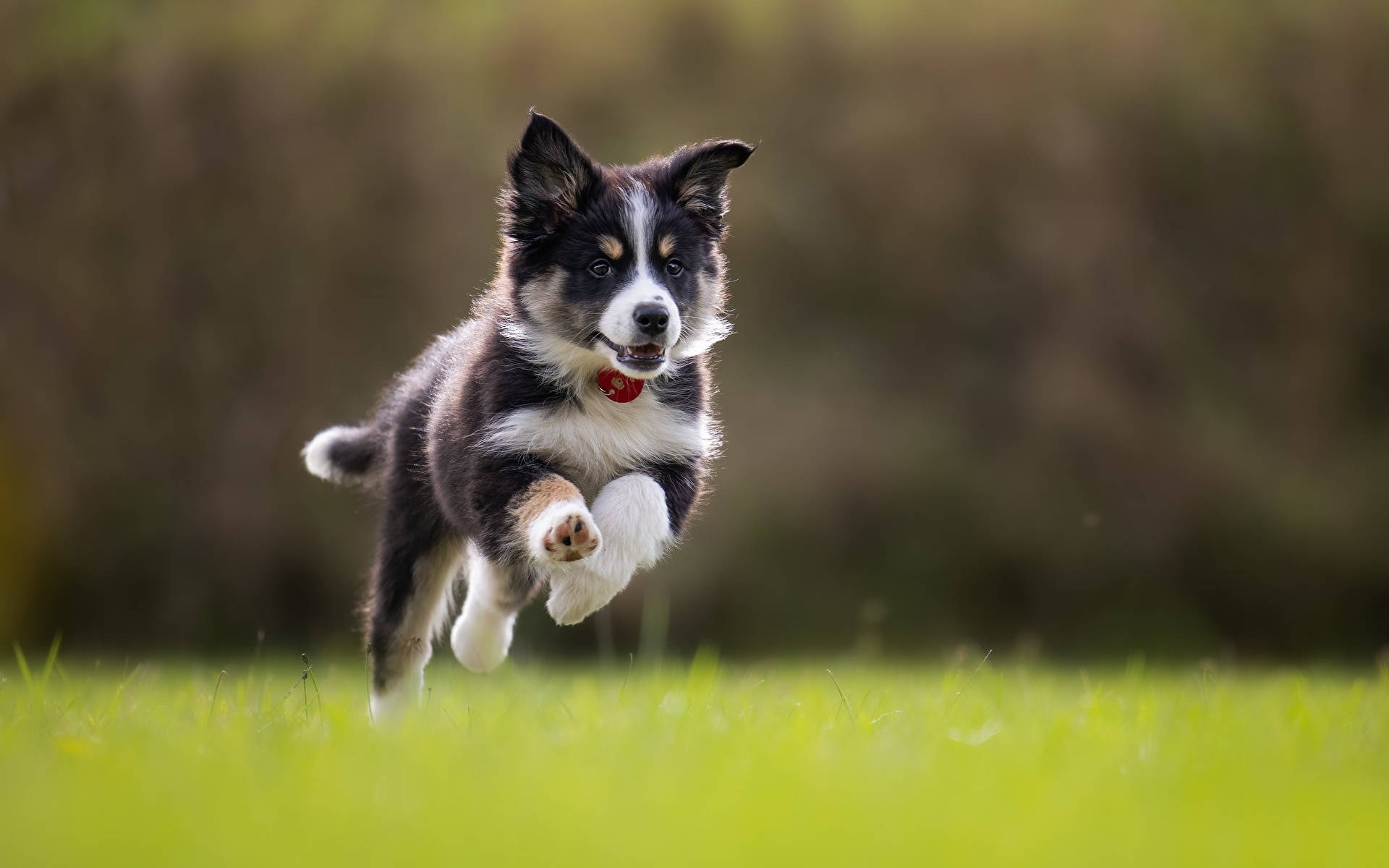 Running Border Collie Puppy Wallpaper