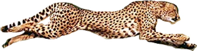 Running Cheetahin Action PNG