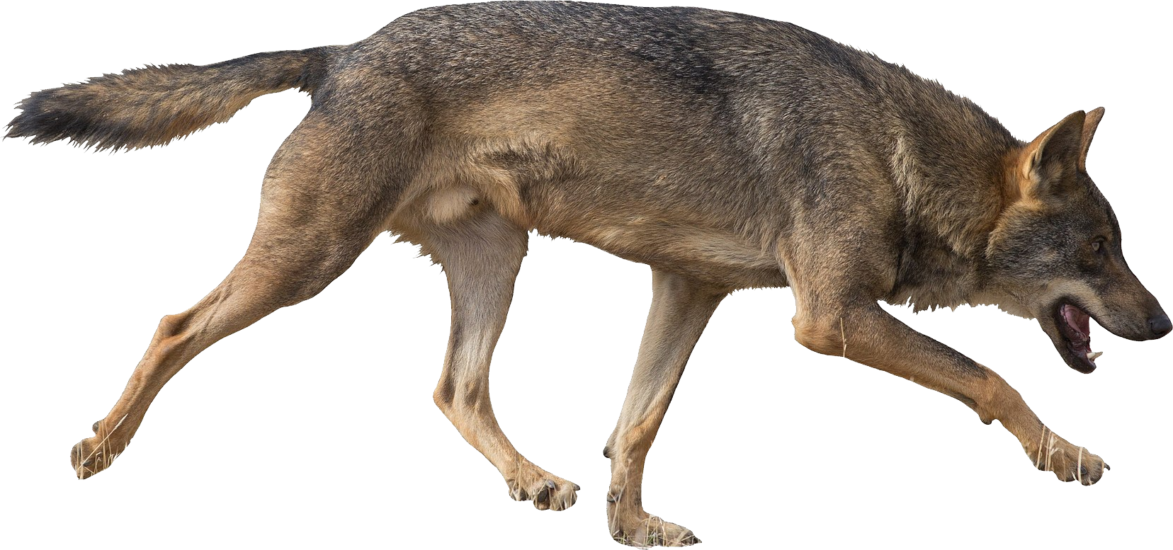Running Coyote Transparent Background PNG